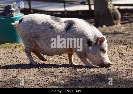 Primo piano di un maiale sul campo Foto Stock