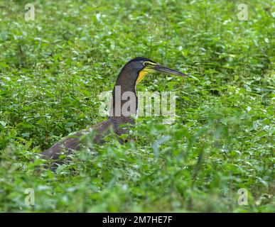 Pesca dell'airone della tigre fascizzata (Tigrisoma fasciatum), Carate, Costa Rica Foto Stock