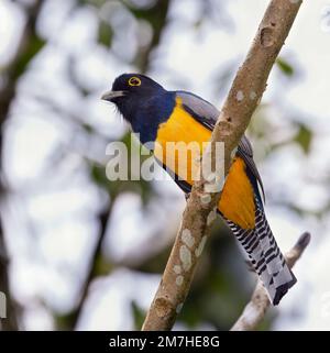 Il trogon guarnito o il trogon violaceo settentrionale (Trogon caligatus) al Parco Nazionale di Carara, Costa Rica Foto Stock