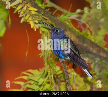 Il sabrewing violetto (Campylopterus hemileucurus) arroccato su un ramo di albero, la Paz Cascate, Costa Rica Foto Stock