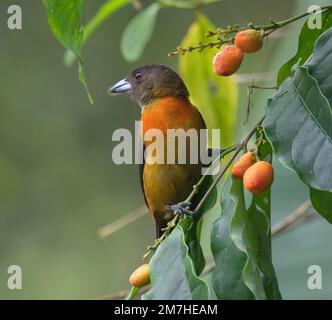 La tanager di Cherrie (Ramphocelus passerinii costaricensis) che si nutre sull'albero del caffè, Costa Rica Foto Stock