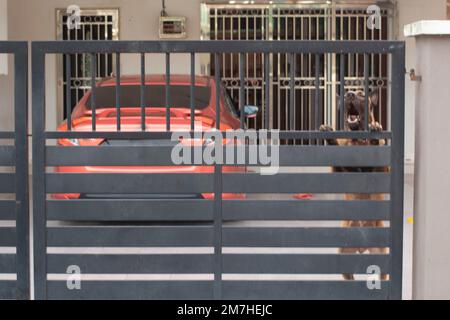 il grande cane aggressivo che guarda intorno al cancello d'ingresso Foto Stock