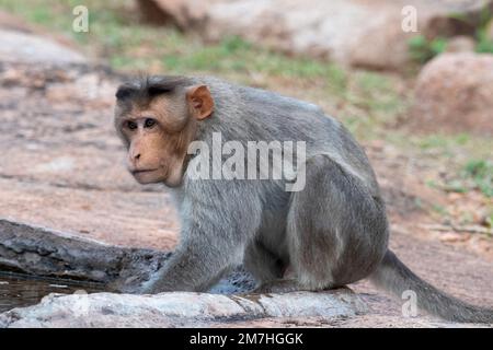 Bonnet macaque o Macaca radiata, o zati, osservato in Hampi, India Foto Stock