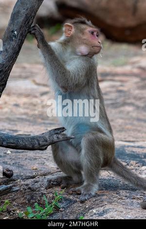 Bonnet macaque o Macaca radiata, o zati, osservato in Hampi, India Foto Stock