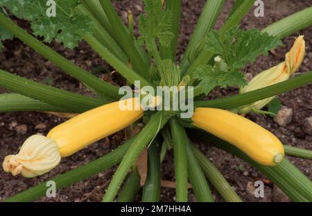 COLTIVAZIONE DI MIDOLLO O ZUCCHINE DORATE (CURCUBITA PEPO), FIORI E FRUTTA SULLA PIANTA. Foto Stock