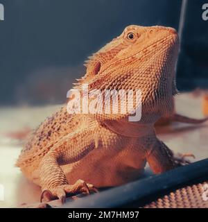 primo piano. bella iguana dietro vetro, in un terrarium casa Foto Stock