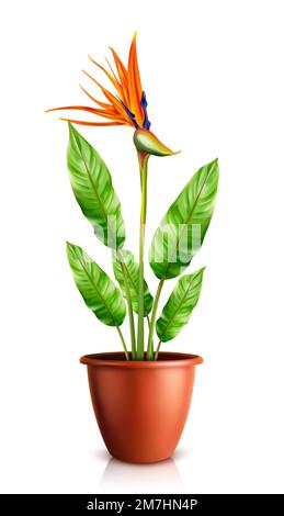 Strelitzia reginae in vaso, uccello di paradiso o gru fiore realistico illustrazione vettoriale. Pianta esotica con petali arancioni e viola in ceramica per decorazione interna isolata su bianco Illustrazione Vettoriale