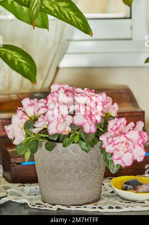 Azalea Rhododendron le azalee interne sono una bella pianta multicolore che fiorisce in inverno. Foto Stock