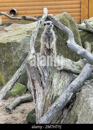 Un colpo verticale di un carino meerkat di pelliccia (Suricata suricatta) in piedi su un tronco di albero tagliato guardando da parte Foto Stock