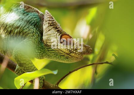 Il camaleonte di Parson (Calumma parsonii) è una grande specie endemica di camaleonte appartenente alla famiglia dei Chamaeleonidae. Riserva Peyrieras M. Foto Stock