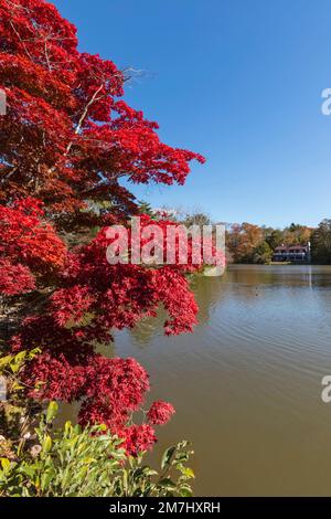 Giappone, Honshu, Prefettura di Nagano, Karuizawa, Lago Shiozawa, Foglie rosse d'autunno Foto Stock