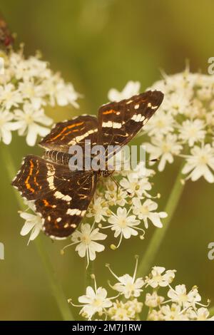 Primo piano verticale naturale su una farfalla marrone MAP, Araschnia levana, seduta su fiori bianchi Foto Stock