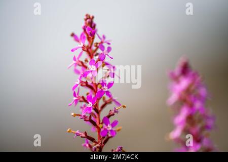 piante costiere autoctone in tasmania australia in estate Foto Stock