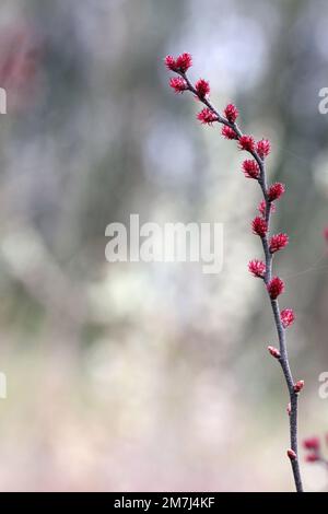 Gallina dolce (Myrica gallale) fiori femminili (su pianta femminile) presi in primavera, Lituania Foto Stock