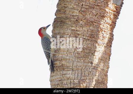 Un melanerpes del Carolina (Melanerpes carolinus) picchio arroccato su un albero Foto Stock