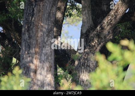 Leopardo dorme in un albero Foto Stock