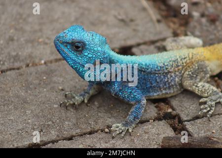 Southern Tree AGAMA Foto Stock