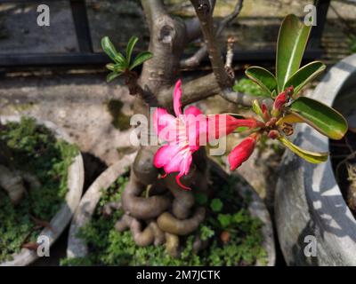 Foto di un parco all'aperto. Angolo del cortile. Bel fiore di Adenium Obesum. Rosa desertica di petalo di colore rosso. Foto Stock