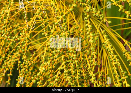 Frutta crescente di albero di palma di data su una piantagione da vicino Foto Stock