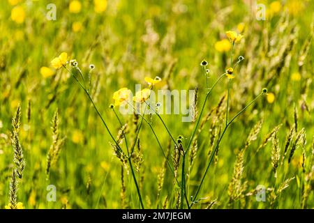 Campo fiorito di farfalle, Ranunculus acris, in un prato di erba in sole luminoso nel Sussex orientale Foto Stock