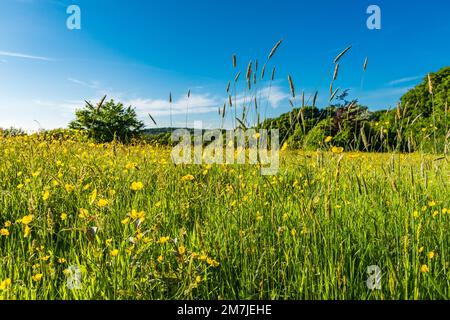 Farfalle di prato fiorito, Ranunculus acris, in un prato di erba in sole luminoso nel Sussex orientale Foto Stock