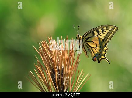 Coda di rondine (Papilio machaon), macro fotografia di una bella farfalla su una pianta spiky in estate giorno di sole Foto Stock