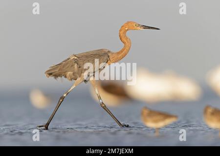 Una gretta rossastra (Egretta rufescens) che foraging per il pesce alla costa del texas. Foto Stock