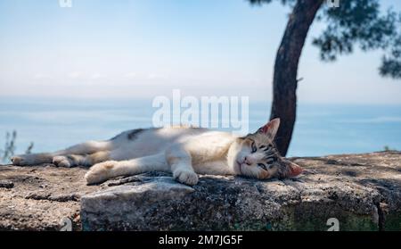 Un gatto di strada dorme sulle rocce sotto un albero all'ombra di pini contro il mare blu in una giornata di sole estate. Turchia, Istanbul. Foto Stock