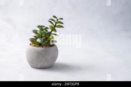 Pianta domestica succulenta in una pentola di calcestruzzo su uno sfondo grigio chiaro. Vista frontale e spazio di copia. Foto Stock