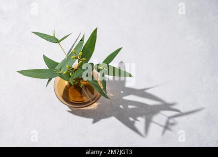 Un bouquet di eucalipto fresco si trova in un vaso di vetro con ombra su sfondo chiaro. Concetto del 8 marzo, giorno della donna felice. Vista dall'alto e spazio di copia Foto Stock