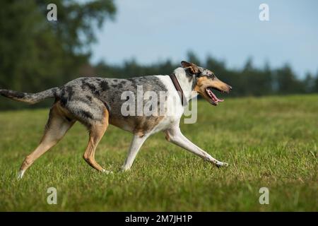 Collie cane cammina in un prato Foto Stock