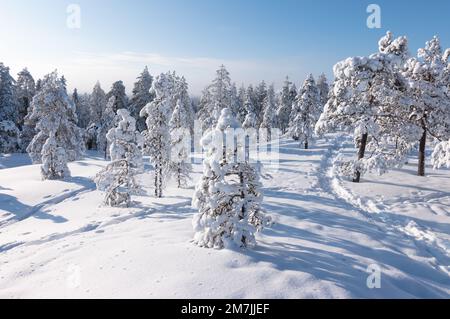 Paesaggio invernale con alberi innevati in Lapponia finlandese. Foto Stock