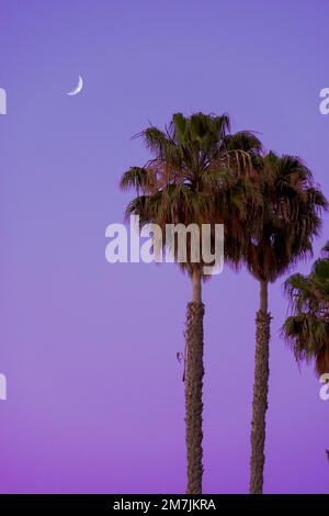Uno scatto verticale di palme alte contro cielo di sera con una mezza luna vista Foto Stock