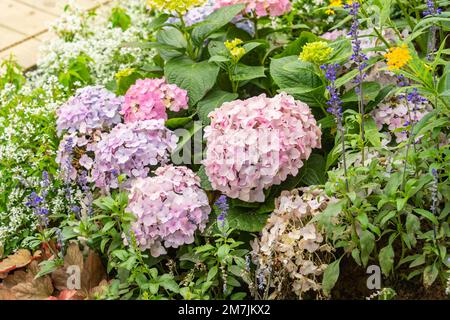 Fioritura vivace fiori rosa idrangea in giardino Foto Stock