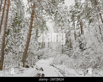 bella foresta invernale coperta di molta neve. Foto Stock