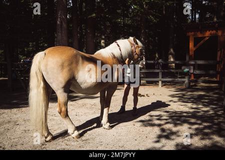 Il cavallo viene riportato alle scuderie del ranch in Slovenia Foto Stock