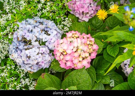 Fioritura vibrante viola fiori di Hydrangea in giardino Foto Stock