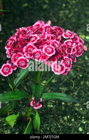 Pink & Red Sweet William 'Dianthus barbatus' (Messenger) Fiori misti RHS Garden Bridgewater, Worsley, Greater Manchester, UK Foto Stock