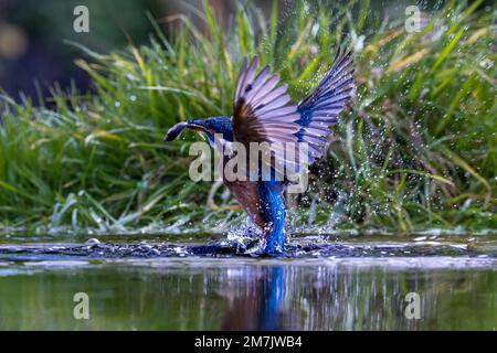 UN ECCITATO KINGFISHER è stato catturato prendendo swish e rapide immersioni dentro e fuori dall'acqua per prendere i suoi pesci del giorno vicino Birmingham, Inghilterra. Foto Stock