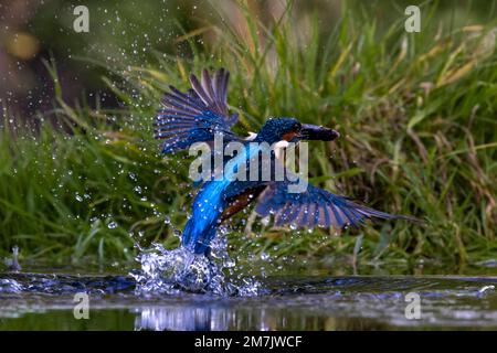 UN ECCITATO KINGFISHER è stato catturato prendendo swish e rapide immersioni dentro e fuori dall'acqua per prendere i suoi pesci del giorno vicino Birmingham, Inghilterra. Foto Stock