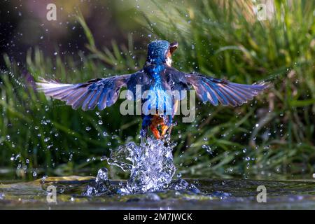 UN ECCITATO KINGFISHER è stato catturato prendendo swish e rapide immersioni dentro e fuori dall'acqua per prendere i suoi pesci del giorno vicino Birmingham, Inghilterra. Foto Stock