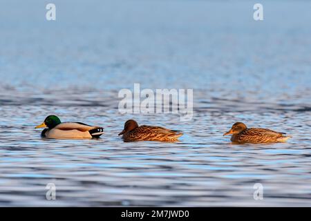 Mallard anatre nuotare nel fiume al tramonto. In una fila dietro. Drake con le femmine. Genere Anas platyrhynchos. Trencin, Slovacchia. Foto Stock