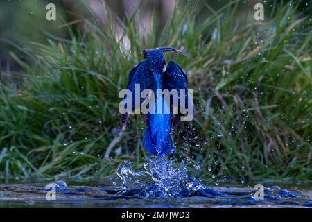 UN ECCITATO KINGFISHER è stato catturato prendendo swish e rapide immersioni dentro e fuori dall'acqua per prendere i suoi pesci del giorno vicino Birmingham, Inghilterra. Foto Stock