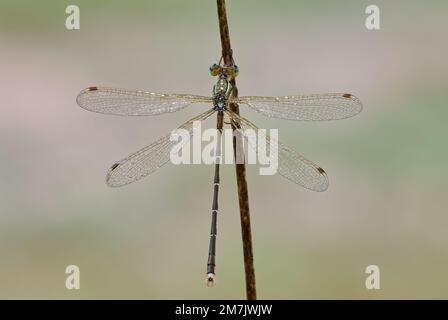 Bagnata damselfly smeraldo meridionale seduta con ali sparse su un fusto di erba asciutta. Rugiada mattutina. Genere Lestes barbarus. Dubnica, Slovacchia Foto Stock