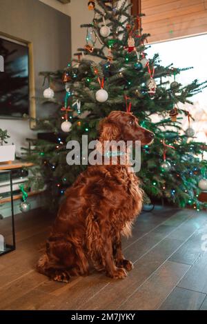 Divertente cute cane cucciolo bordo collie felice anno nuovo e Buon Natale. Il rilassato cane rosso irlandese Setter siede vicino all'albero di Natale. è in attesa di un Foto Stock