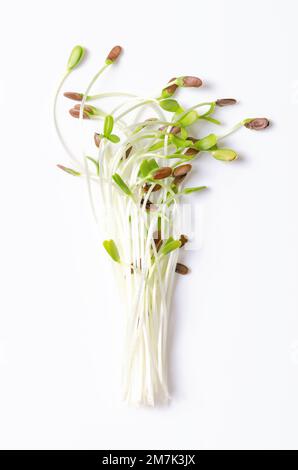 Mazzo di microgreens freschi di lino, dall'alto. Pronto a mangiare, piantine crude e verdi di semi di lino, in parte ancora con cappotti di semi sulle punte. Linum. Foto Stock