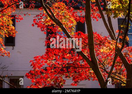 Foglie autunnali, Chevy Chase. Maryland, Maryland, USA Foto Stock