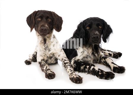 Piccoli cani munsterlander su sfondo bianco Foto Stock