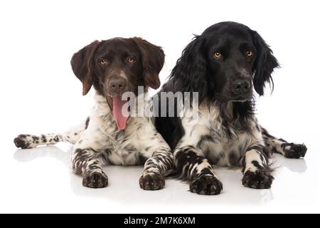 Piccoli cani munsterlander su sfondo bianco Foto Stock