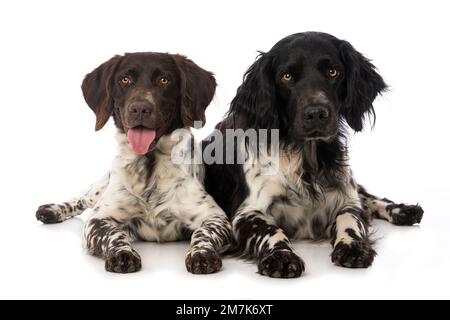 Piccoli cani munsterlander su sfondo bianco Foto Stock